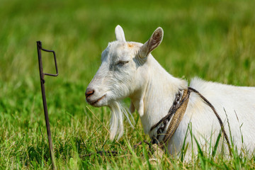 portrait of a goat on the field close-up