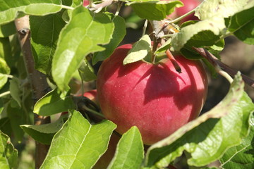 ripe apples on a branch