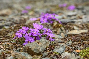 lilac flowers stones mountains closeup