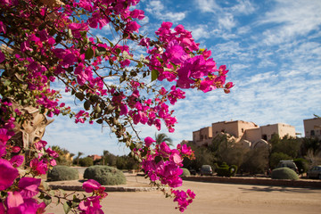 Pink Bougainvillea Flowers Bush on a Bright Sunny Day.
