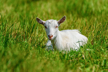 Naklejka na ściany i meble portrait of a goat on the field close-up