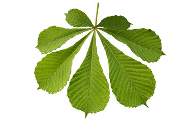 A leaf of a tree close up. Isolated on white background. the beauty of natural materials.