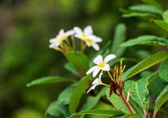 white plumeria after rainy