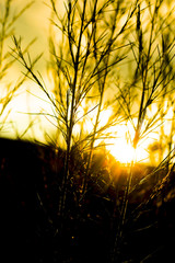 Grass In silhouette During Sunset Or Sunrise