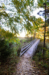 Obraz premium Wooden Bridge in The Woods