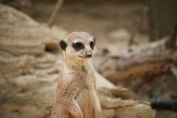 Un suricato selvaggio