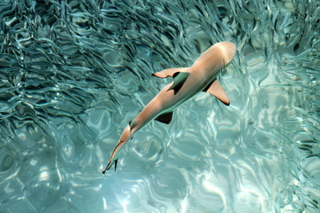 Baby Black Tip Shark Swimming in Pacific Ocean Clear Waters.