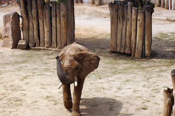 Fototapeta premium Elefant in Gefangenschaft in einem Zoo