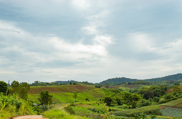 The beauty of the vegetable patch on the mountain.