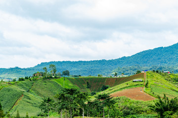 Obraz premium The beauty of the vegetable patch on the mountain.