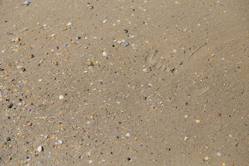Sea sand with seashells by the sea on a sunny day.