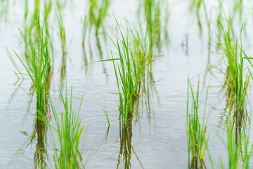 Obraz premium rice seedlings in field.