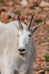 Mountain Goat