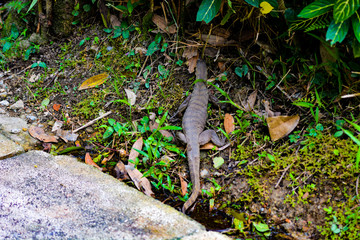 Close up view of Varanus salvator, commonly known as the water monitor or common water monitor and the a large lizard native to South and Southeast Asia. Water monitors are one of the most common moni