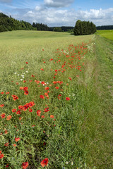 red poppies lining the field path to the forest in the summer