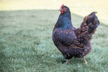 poule