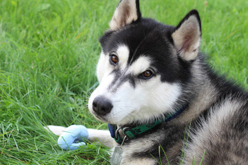 Husky lies on the green grass. Summer dog games