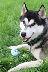 Husky lies on the green grass. Summer dog games