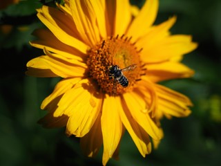 close up of honey bee collecting pollen on yellow flower