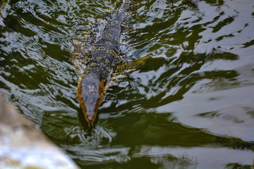 Close up view of Varanus salvator, commonly known as the water monitor or common water monitor and the a large lizard native to South and Southeast Asia. Water monitors are one of the most common moni
