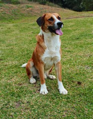 perro blanco con marrón en el campo, jardín, en la naturaleza