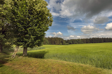 wooden ladder leaning against a green tree at the edge of a field under flying clouds