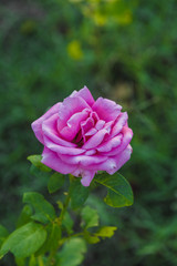 Pink rose in a green garden on a sunny day.