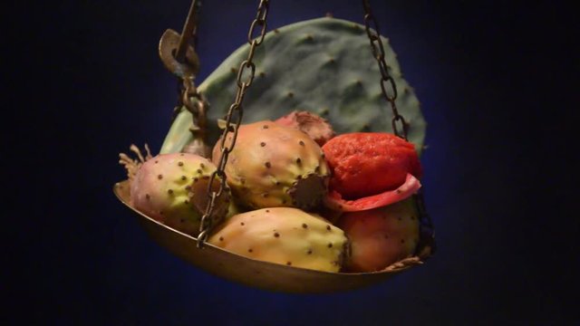 Silvana Comugnero Opuntia ficus-indica Fico d'India صبير التين الهندي Viikunaopuntia Ficodindia &Phi;&rho;&alpha;&gamma;&kappa;&omicron;&sigma;&upsilon;&kappa;&iota;ά video Figuera de moro movie Indijska smokva Figuier de Barbarie Prickly pear