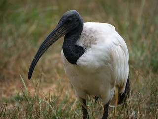 Ibis