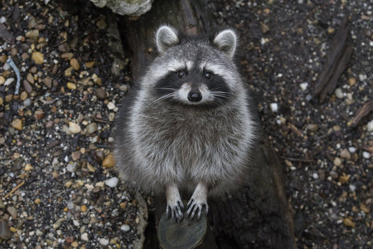 Mapache - Raccoon