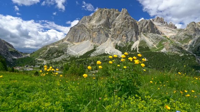 Camera moving through alpine meadow with flowers in Dolomites, Italy. Falzarego Pass
