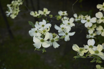 Cornus florida