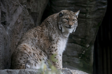 Lince Europeo o Boreal - Eurasian Lynx - Lynx Boreal 