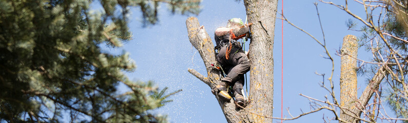 Baumfäller sägt in luftiger Höhe einen Stamm durch