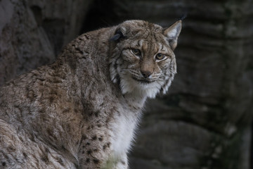 Lince Europeo o Boreal - Eurasian Lynx - Lynx Boreal 