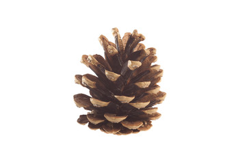 pine tree cone isolated on white