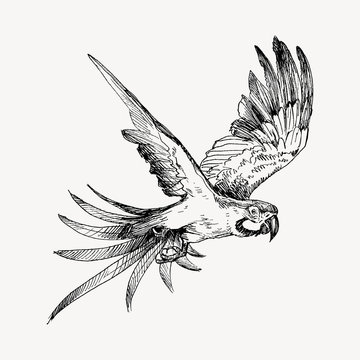 Hand drawn sketch black and white vintage exotic tropical bird parrot macaw flying. Vector illustration isolated object