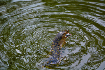 Close up view of Varanus salvator, commonly known as the water monitor or common water monitor and the a large lizard native to South and Southeast Asia. Water monitors are one of the most common moni