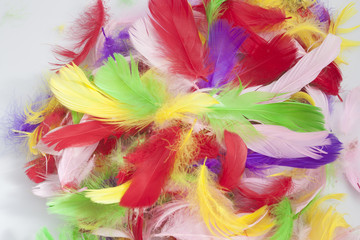 pile of many colorful bird feathers