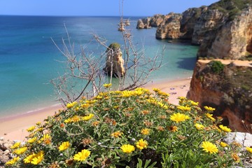 Flowers in Portugal © Tupungato