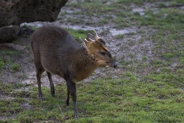 Muntiacus - Muntjac Macho