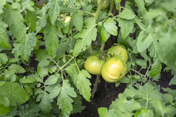 green tomatoes ripening