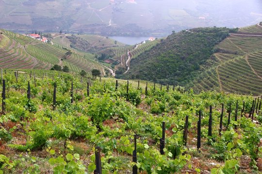 Portugal wine region