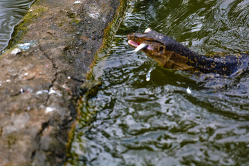 Close up view of Varanus salvator, commonly known as the water monitor or common water monitor and the a large lizard native to South and Southeast Asia. Water monitors are one of the most common moni