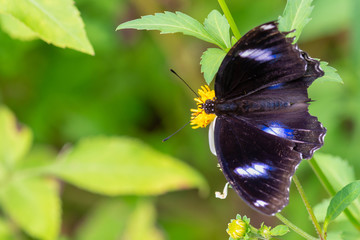 Male Hypolimnas bolina