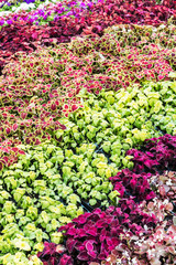 annual flowers in the Park or garden. background of flowers