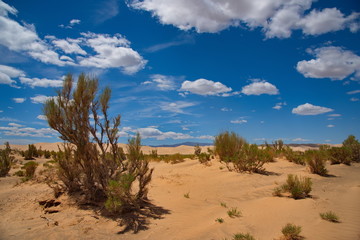 Mongolia. The famous sand dunes of Hongoryn-Els are located in the North-East of the Gobi desert....