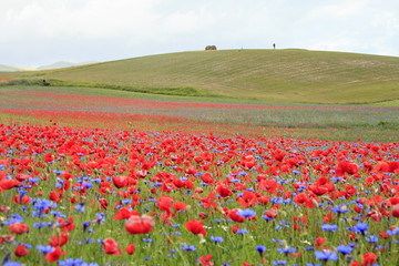 A magnificent sunrise in Castelluccio di Norcia. expecting more to the thousand colours of flowering 