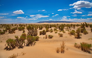 Mongolia. The famous sand dunes of Hongoryn-Els are located in the North-East of the Gobi desert. Length of 120 km with a width of 3-5 km dunes reach a height of 300 m. - obrazy, fototapety, plakaty