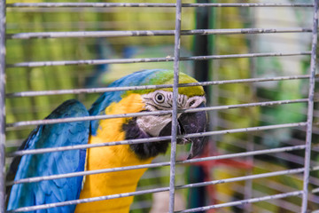 Big colorful parrot in the white cage.